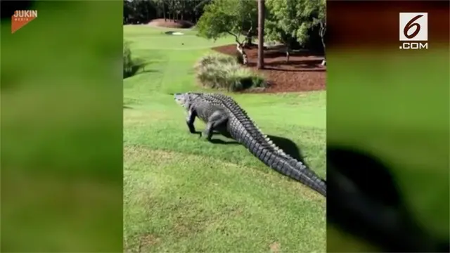 Seekor alligator besar tertangkap kamera tengah berjalan di lapangan golf.