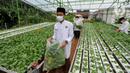 Santri memanen bayam usai memperingati Hari Santri Nasional di Kebun Gizi Hidroponik, Pesantren Hidayatullah Depok, Jawa Barat, Kamis (22/10/2020). Beragam sayur dikelola secara mandiri oleh para santri dengan nilai panen mencapai 1,2 ton atau sekitar Rp 20 juta per bulan. (merdeka.com/Arie Basuki)