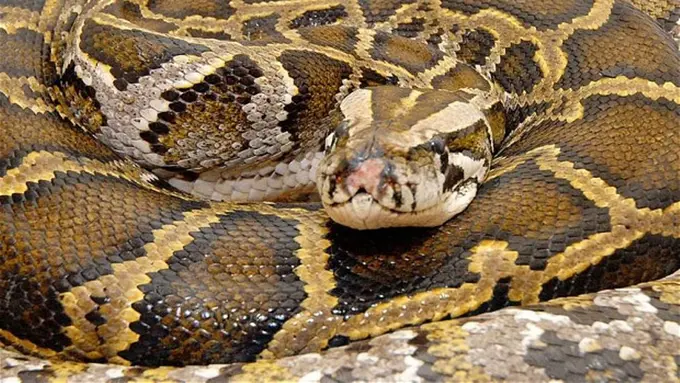 Tragis! Ingin Cium Ular, Perempuan Ini Malah Dipatuk Hidungnya