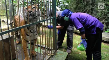 Dokter hewan yang juga aktivis Animal Sanctuary Trust Indonesia (ASTI)  memeriksa Harimau Sumatera (Panthera tigris sumatrae) bernama Eva yang merupakan hasil sitaan di tempat Pusat Transit Satwa Gadog ASTI Bogor, Senin (11/3). (merdeka.com/arie basuki)