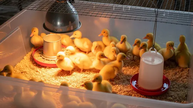 5 Cara Merawat Anak Itik agar Tumbuh Sehat dan Optimal, Panduan untuk Pemula