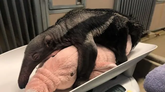 Anteater