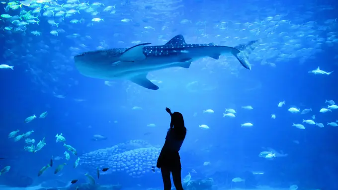ikan