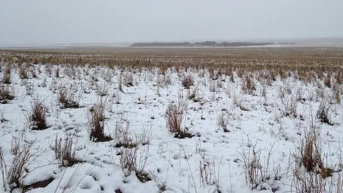 Foto: copyright Buzzfeed.com/Twitter/@pilgrimfarms/Liezel Kennedy