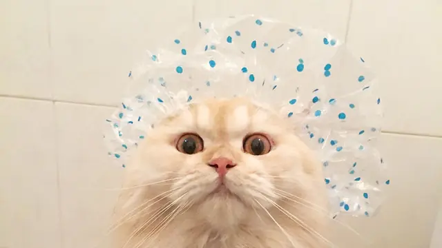 Kucing Yang Senang Dengan Air