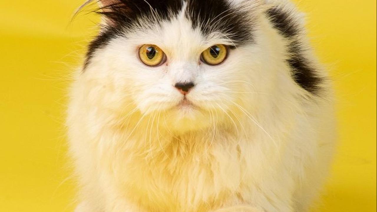 Kekurangan Dry Food Kucing