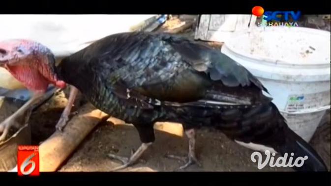 Video Berawal Hobi Warga Jombang Ini Budidaya Ayam Kalkun