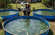 5 Jenis Ternak Ikan yang Bikin Untung Cepat, Cocok untuk Pemula