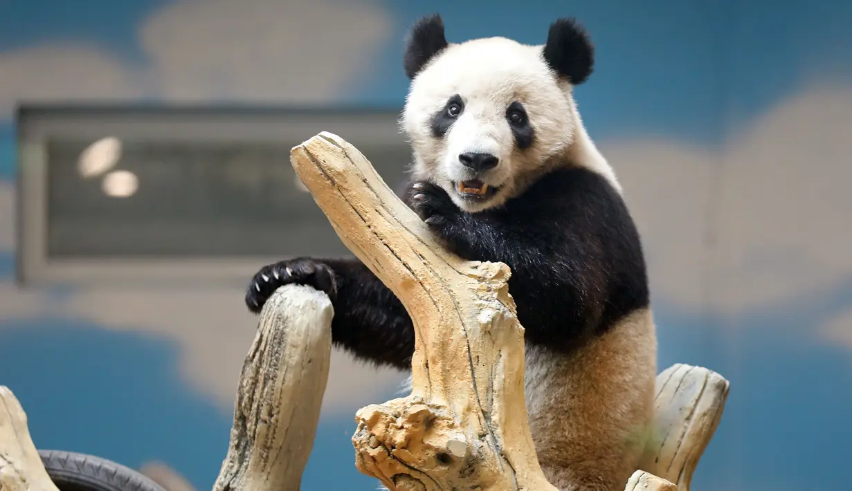 Panda raksasa bernama Qingcheng beraktivitas dalam kandangnya di sebuah kebun binatang di Anshan, Liaoning, China, Kamis (21/5/2020). Dua panda raksasa bernama A'ling dan Qingcheng akan tampil di hadapan publik usai menjalani fase adaptasi. (Xinhua/Yao Jianfeng)