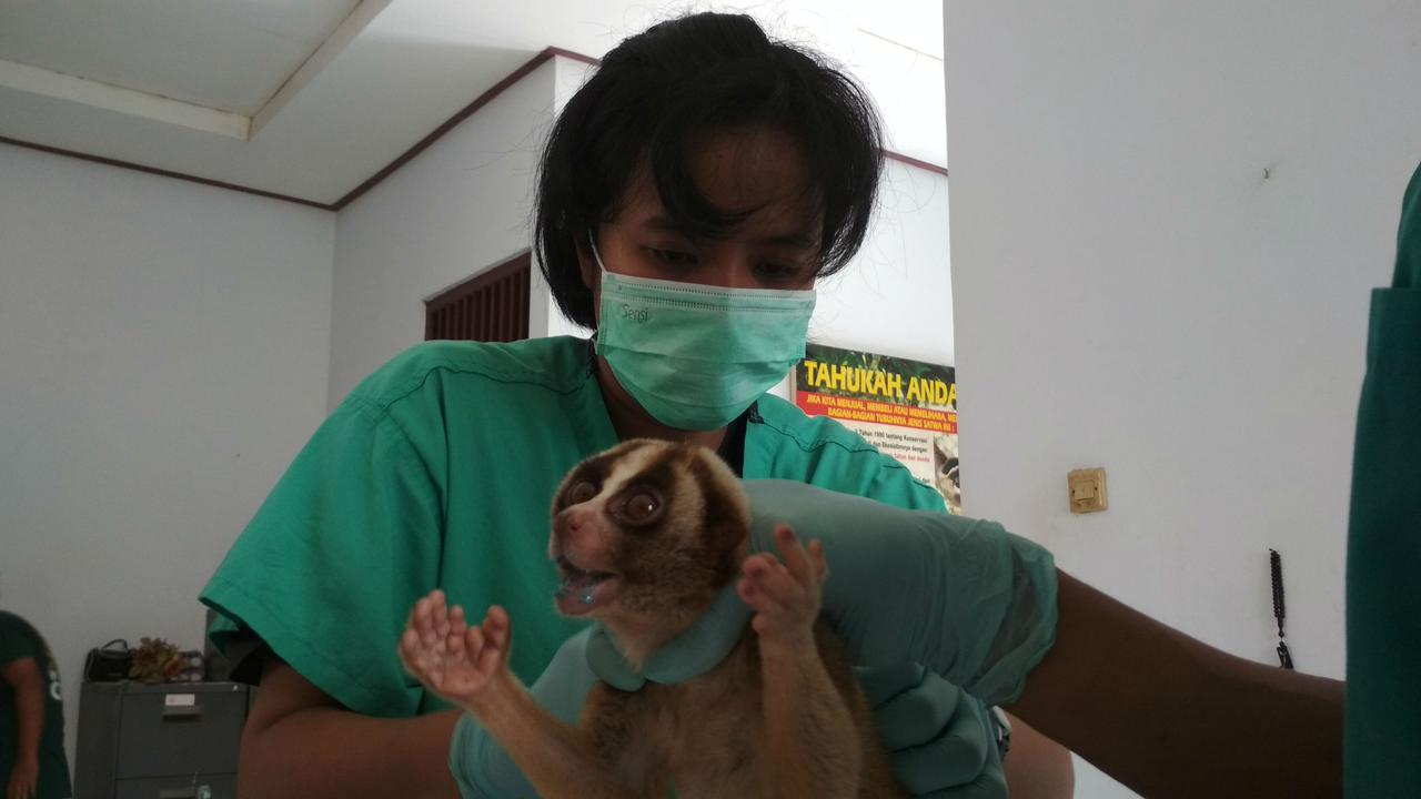 Penangkapan Kukang di Indonesia Terbesar Kedua di Indonesia