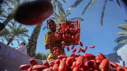 Seorang petani menaruh kurma yang baru dipetik selama panen tahunan di Deir al-Balah di Jalur Gaza tengah (24/9/2019). Warga Palestina yang tinggal di Deir al-Balah tengah sibuk dengan hasil panen kurmanya yang melimpah. (AFP Photo/Said Khatib)