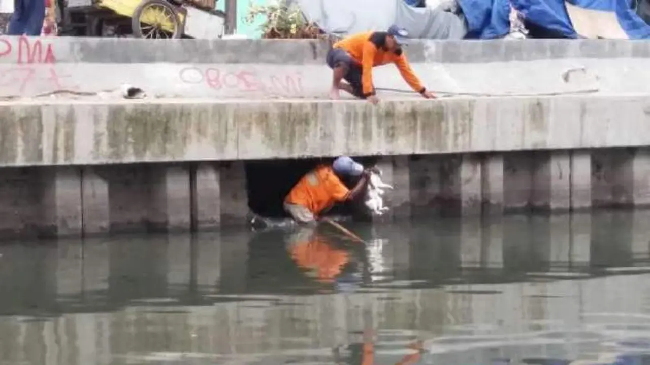 Haru, Petugas Kebersihan Rela Masuk ke Sungai untuk Tolong Kucing