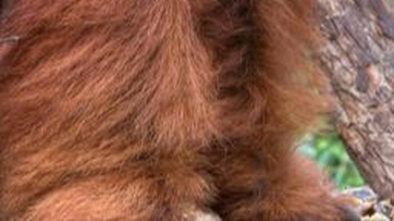 Kerabat Dekat Bigfoot Akhirnya Ditemukan, Dulu Ada di Asia Tenggara