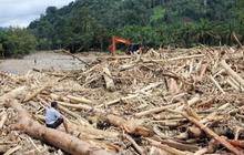 Greenpeace Soal Ide Patungan Beli Hutan Viral di Medsos: Patut Diapresiasi tapi Perlu Dikritisi