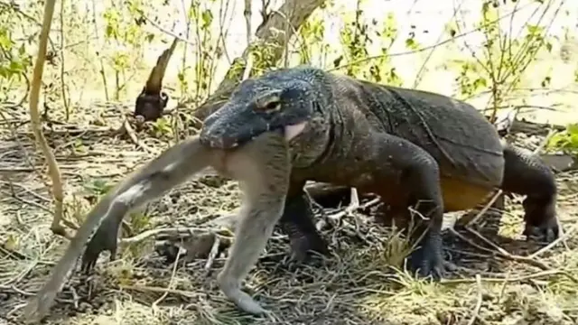 Viral, Video Komodo Memangsa Monyet dalam Keadaan Utuh
