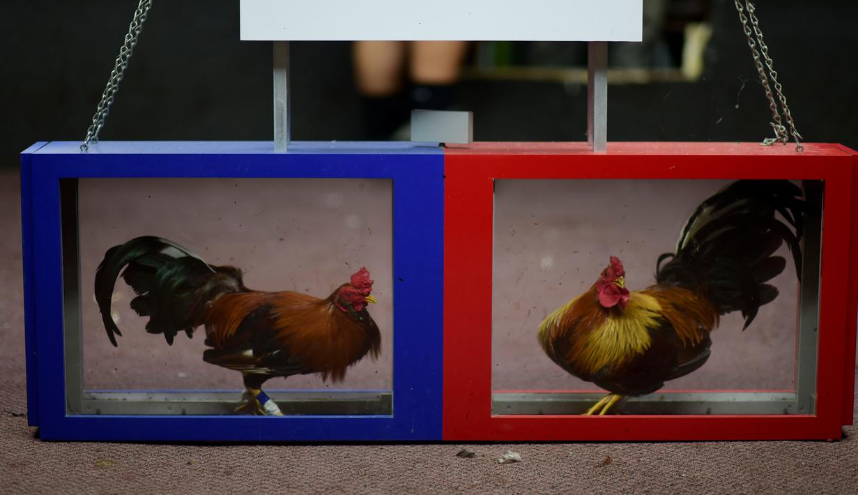 Dua ekor ayam terlihat di klub sabung ayam Campanillas, Toa Baja, Puerto Rico, Rabu (18/12/2019). Negara persemakmuran Amerika Serikat ini memiliki 71 klub sabung ayam di 45 kota yang mendapat izin Departemen Olahraga dan Rekreasi. (AP Photo/Carlos Giusti)