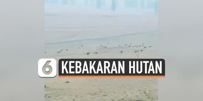 VIDEO: Detik-Detik Rombongan Kanguru Kabur dari Hutan Australia