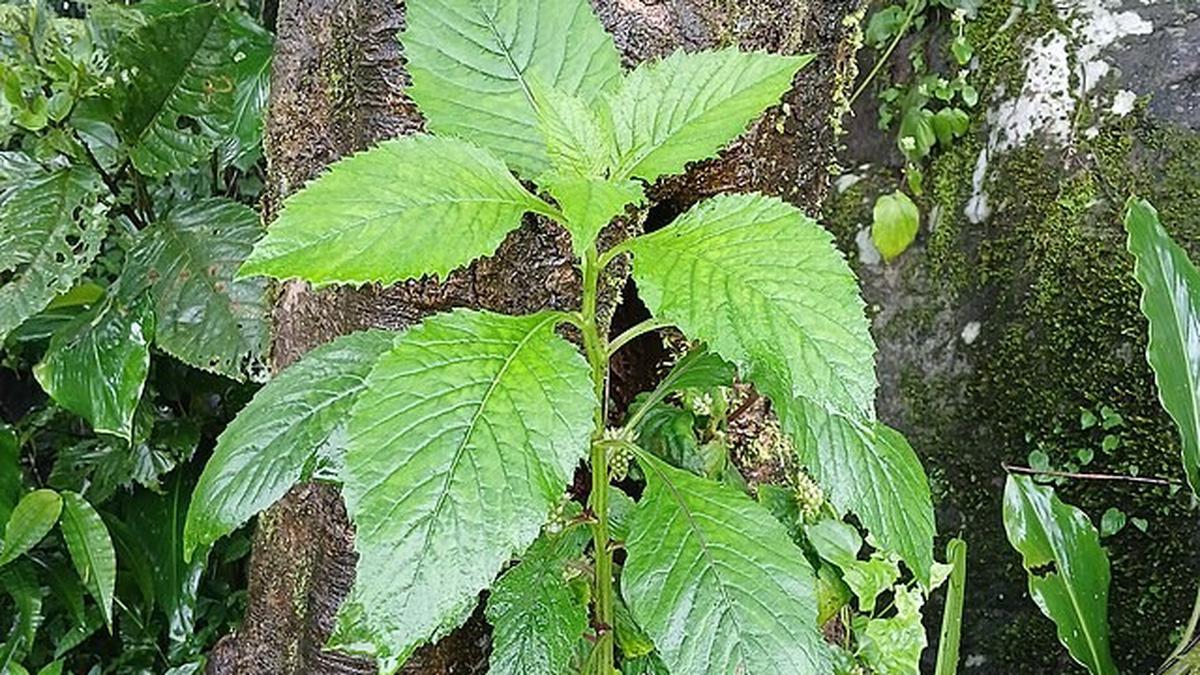 6 Cara Mengolah Daun Sintrong Jadi Lauk, Lezat dan Kaya Manfaat