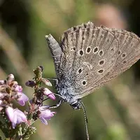 Binatang-binatang ini dipaksa hilang dari hidupmu.