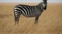 15 Arti Mimpi Seputar Zebra yang Perlu Dicermati