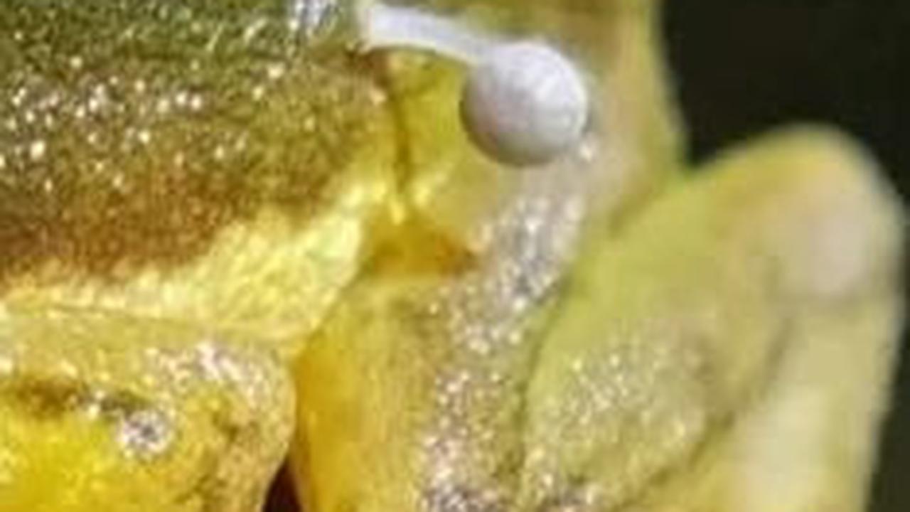 Kondisi Katak yang Ditumbuhi Jamur