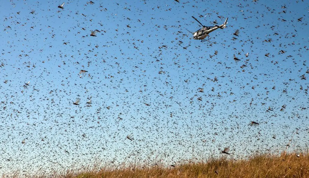 FAO membantu Madagaskar untuk melawan hama belalang ini. Sebuah helikopter disiapkan untuk menyemprot peptisida dari udara (AFP Photo/Rijasolo).