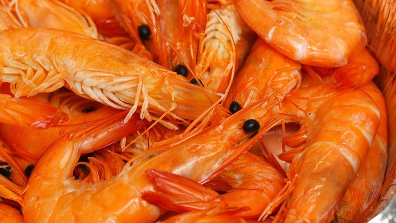 8 Manfaat Udang untuk Bayi, Mendukung Sistem Imun Tubuh