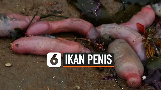 IKAN PENIS