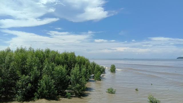 Hamparan Hutan Mangrove di Sungai Limau, Sungai Kunyit, Mempawah, Kalbar. (Liputan6.com/Aceng Mukaram)