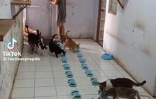 Viral Wanita Punya Ratusan Ekor Kucing di Rumah, Ini Sosok Tuti Suprapti yang Curi Perhatian