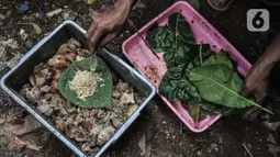 Petugas memisahkan telur lalat dari daun di kawasan Tanjung Priok, Kamis (24/6/2021). Lalat BSF memiliki waktu hidup rata-rata 7-14 hari. (merdeka.com/Iqbal S. Nugroho)