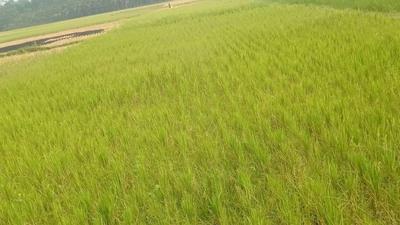 Distan Lebak Pastikan Belum Ada Gagal Panen Akibat Kekeringan, Optimalkan Pompa Air untuk Irigasi