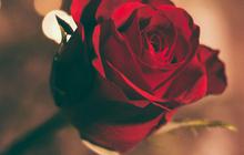 10 Rekomendasi Hadiah Valentine yang Romantis, Momen Indah di Hari Kasih Sayang