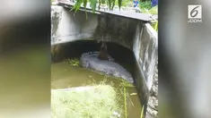 Insiden mengenaskan terjadi di Minahasa, Sulawesi Utara. Seorang wanita tewas usai diterkam buaya peliharaan saat memberi makan.