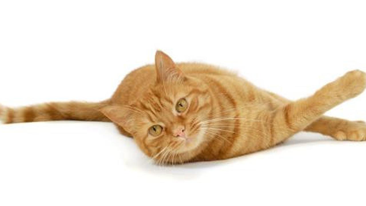 8 Cara mengatasi alergi pada kucing