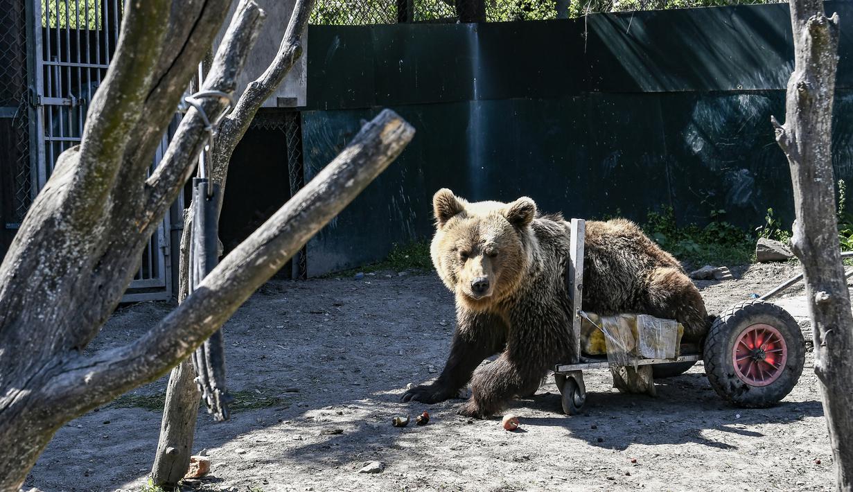 Seekor beruang lumpuh bernama Usko bermain di tempat perlindungan Arcturos di Nymfaio, Yunani (23/4). Tempat ini merupakan penampungan srigala dan beruang yang diselamatkan dari perburuan liar. (AFP Photo/Aris Messinis)