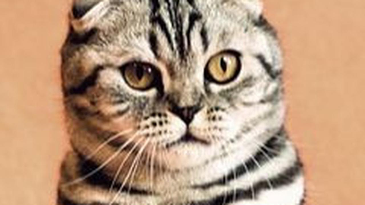 Jenis Kucing Lucu Sedunia, Ketahui Cara Merawat dan Manfaatnya