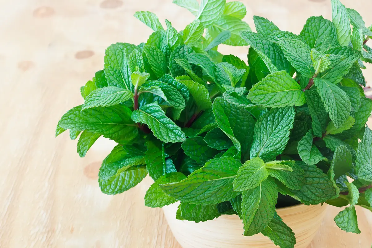 daun mint