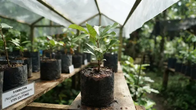 Stek Pohon Rambutan