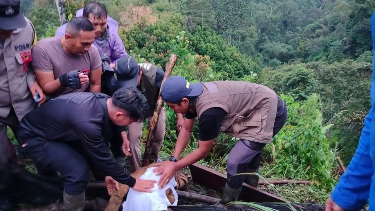 Anak Harimau Sumatera Terjebak Jerat Babi di Agam, Berhasil Diselamatkan