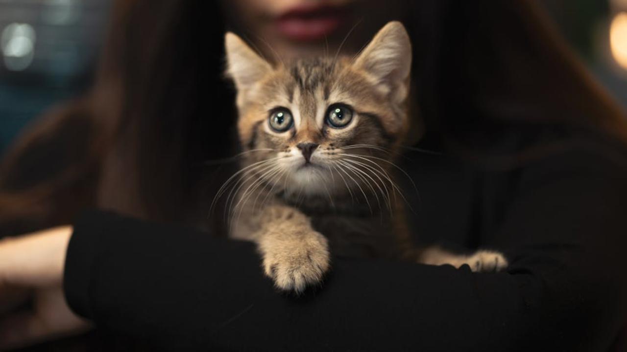 Rahasia Ikatan Emosional Kucing dan Manusia, Ini 4 Cara Kucing Menentukan Manusia Favorit