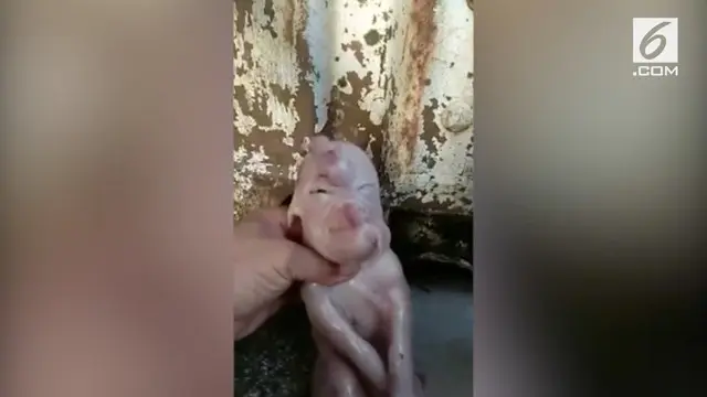 Seekor anak babi di China memiliki wajah yang unik. Babi yang baru lahir itu memiliki wajah seperti manusia.