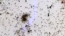 Semut memakan cacing di dalam formikarium di toko hewan peliharaan "Just Ants" di Singapura, 23 September 2020. Peternakan semut lebih umum di beberapa negara Barat, namun jarang terjadi di Singapura dan pengusaha bernama John Ye mencoba mengubah konotasi negatif terkait serangga (Roslan RAHMAN/AFP)