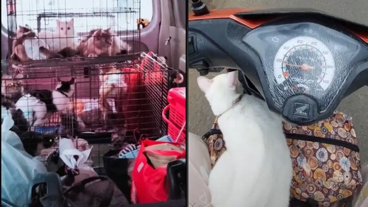 8 Potret Kucing Ikut Mudik Pakai Kendaraan Pribadi Ini Bikin Gemas