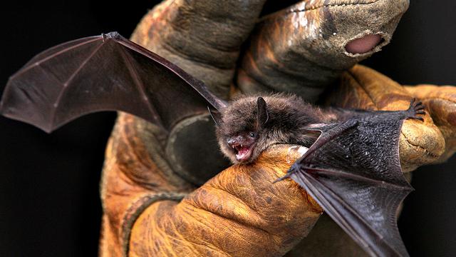 20170112-Kalelawar Sindrom Hidung Putih-AS-AP Photo