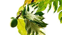 Ilustrasi pohon sukun. (Gambar oleh hartono subagio dari Pixabay)