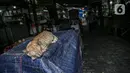 Seekor kucing terlihat di Gang Gloria, Pancoran, Glodok, Jakarta, Rabu (2/2/2021). Meski begitu, masih ada pembeli setia yang berkunjung ke tempat tersebut pada akhir pekan. (Liputan6.com/Faizal Fanani)