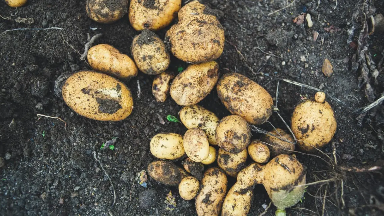 Hal yang Perlu Disiapkan Sebelum Menanam Kentang di Pot