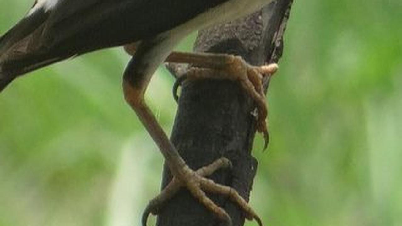 8.&nbsp;Burung Jalak<br>