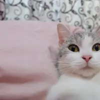 Kucing ras campuran persia lokal. (via: Ega Maharni)